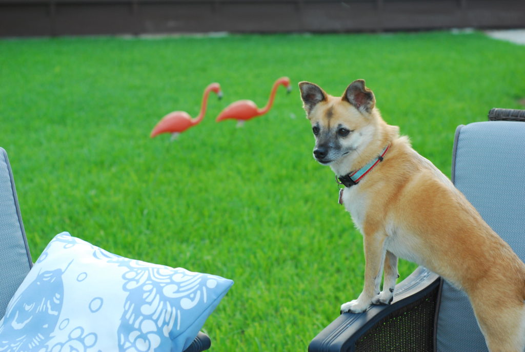 Chloe, (Chi-Shiba Inu Mix of cuteness) on the hunt for lizards in the back yard. 