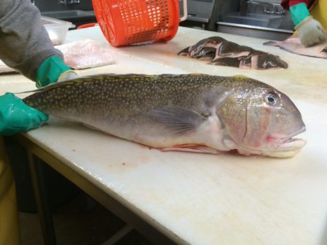 Citrus Grilled Golden Tilefish with Coconut Lime Compound Butter ...