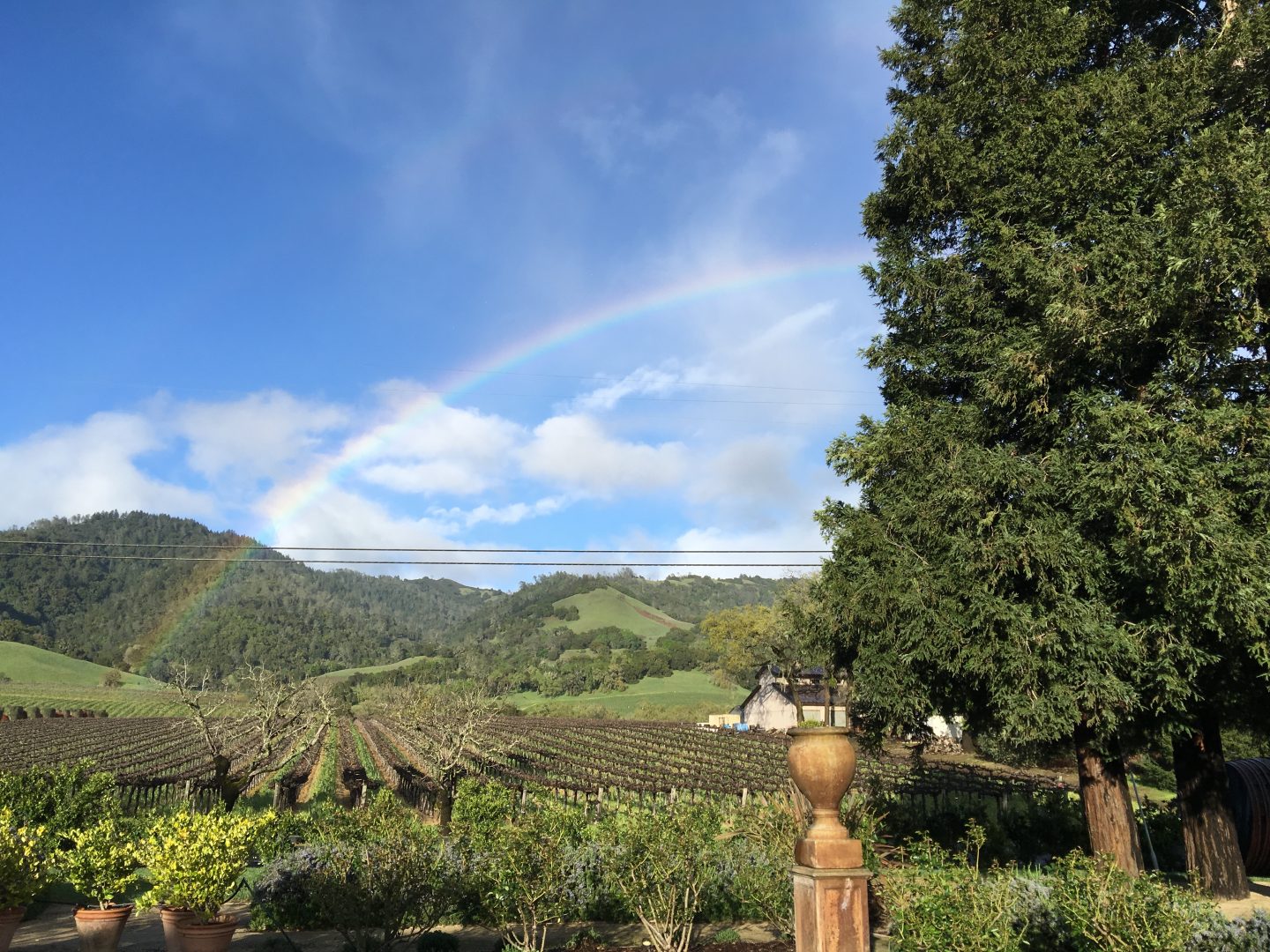 The Absolute Best Vineyards in Sonoma County